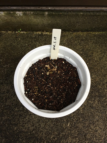 It's been 10 days since I sowed ashitaba seeds