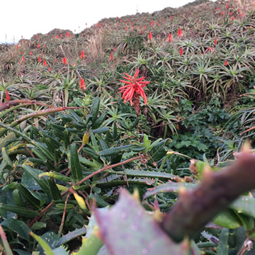 Aloe Garden