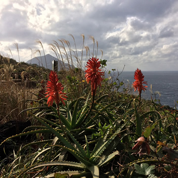 Aloe Garden