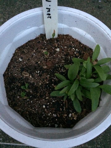 It's been 41 days since I sowed ashitaba seeds