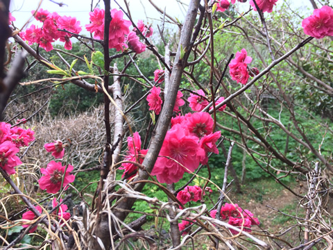 peach blossoms